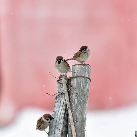 木の杭にとまるスズメ。粉雪が舞っている。背景はピンク色の壁。