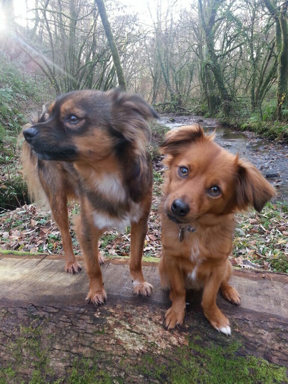 two small fluffy dogs. One is trying to look cute, the one one is looking away ;-)