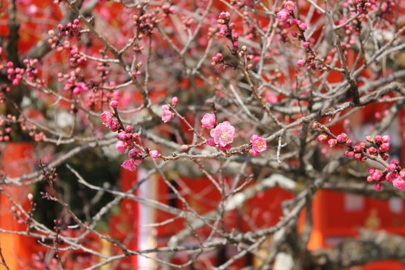 Pink ume blossoms at Kitano Tenmangu.