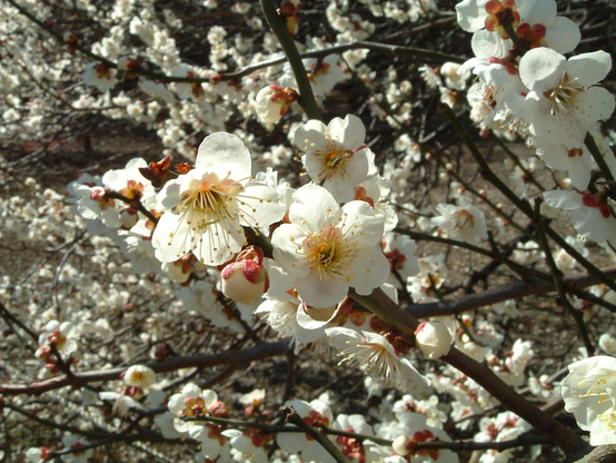 White ume blossoms at Kitano Tenmangu.