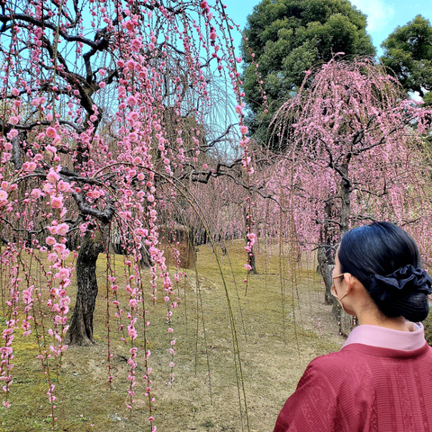 Nao-san enjoys the plum blossoms at Jonan-gu.