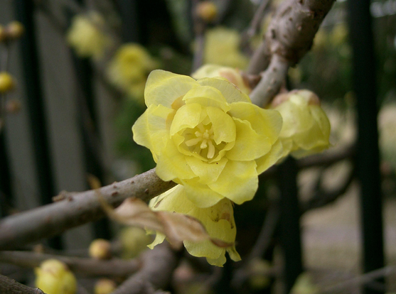 The yellow wax plum is so called became the flowers look as if they have been crafted from wax.