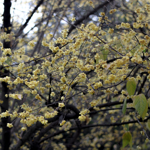 The yellow wax plum is so called became the flowers look as if they have been crafted from wax.