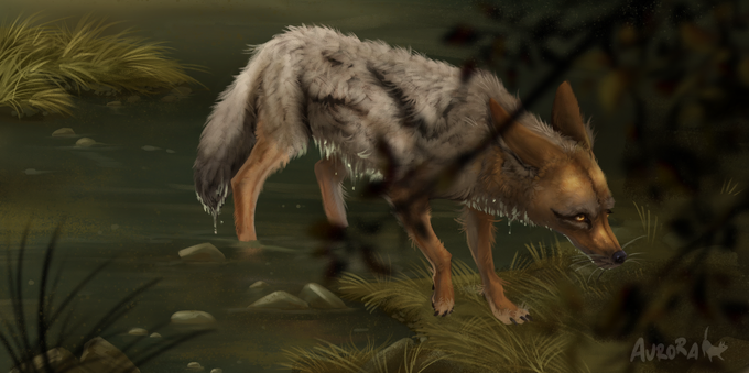 coyote crossing river