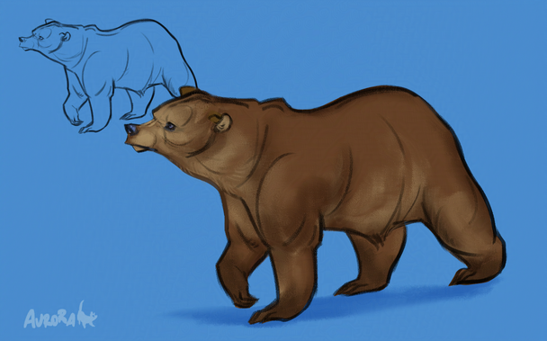 brown bear sketch