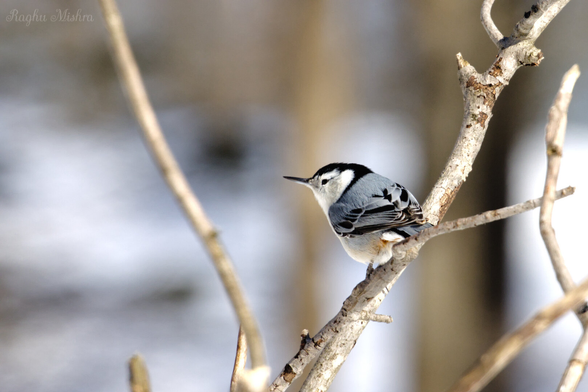 White-breasted Nuthatch