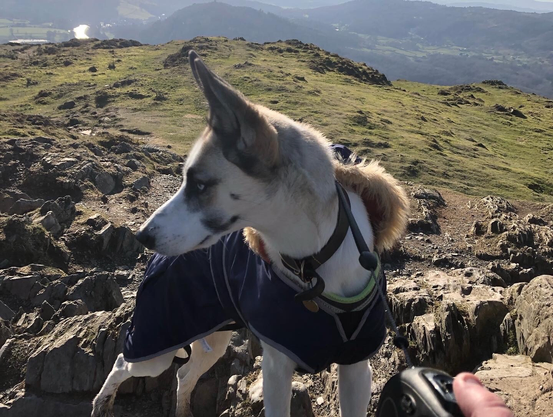 My girl Winnie, after walking up a hill in the Lake District with me. 
