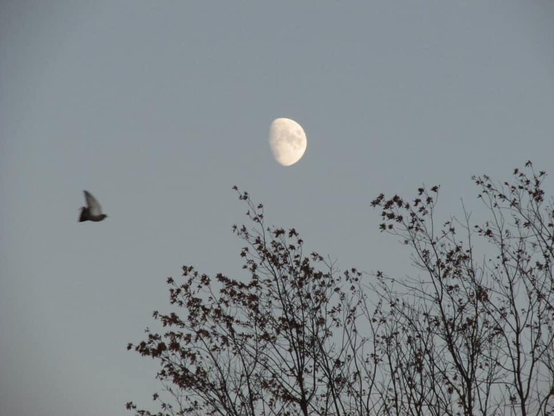 Pale waxing moon against grey evening sky. Foreground: bird in flight, delicate tree branches.