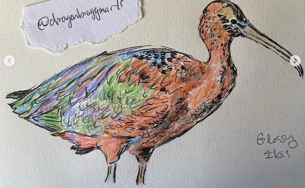 A Glossy Ibis bird drawn in colored pencil, orange tones, with blue green and purple on the wings and back