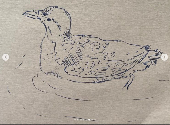 A beautiful rhinoceros auklet  swimming on the water done in pen