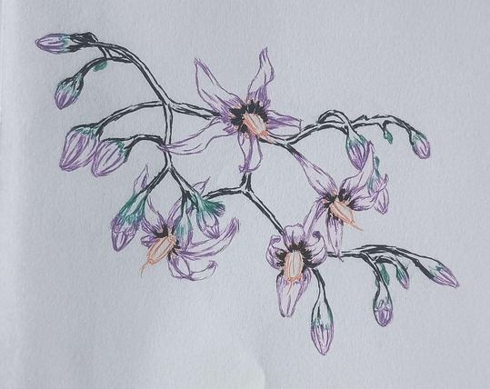 Nightshade plant done in colored pen