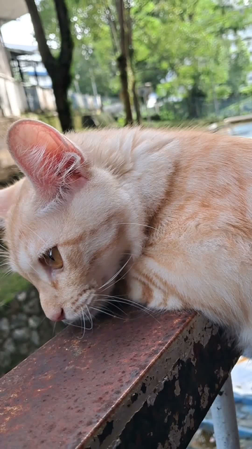 A short clip of Amoi, the orange cat shown in the video who's on the balcony holding by my aunt who's offscreen.

She lay her head before she moved her head to the right and meowed. My aunt said where's Amoi and Amoi responded to her. Her voice was trimmed out for privacy. Video recorded by me.