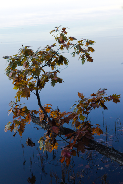 A branch hanging above Salem Lake