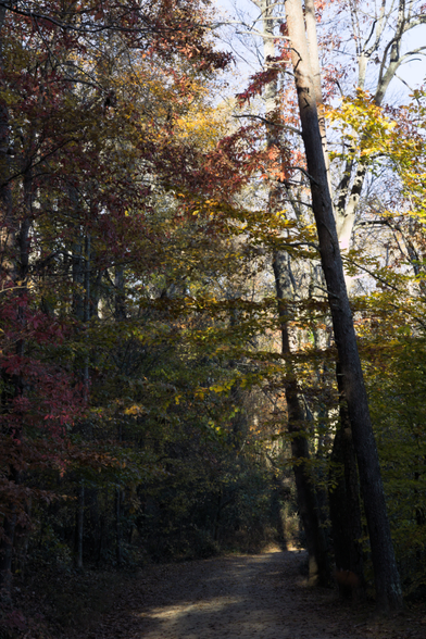 A lit view through the 7-mile bike path