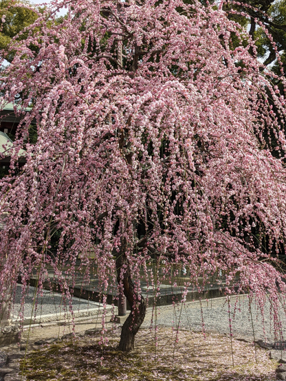 Beautiful weeping ume tree at Jonan-gu.