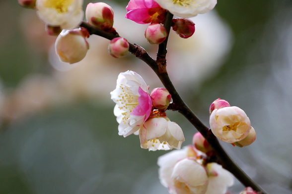 'Genpei sakiwake ume' is a species of ume tree where white and pink blossoms bloom together.  They are likened to the Taira and Minamoto clans battling.

Photo thanks - https://wakasa15thfd.wordpress.com