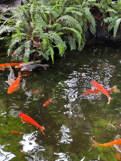 Closeup of the koi fish in the water