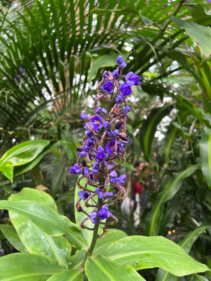An unusual species of ginger in flower. The flower head has an oblong cluster of small electric purple flowers