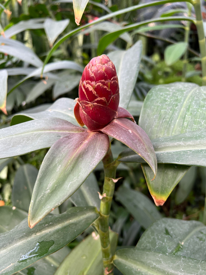 A pink spiral ginger flower on a long stalk 