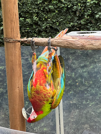 A brightly colored macaw hanging upside down from a perch. It is showing off or playing. Its plumage is bright green, orange, blue, and yellow. Its head is red