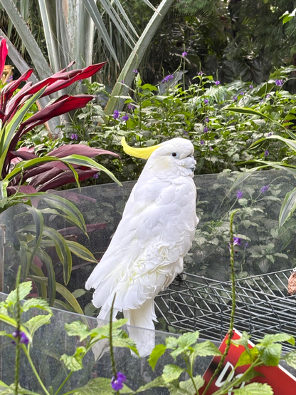 A sulphur crested cockatoo (?) standing on a perch. Tropical foliage surrounds it. 