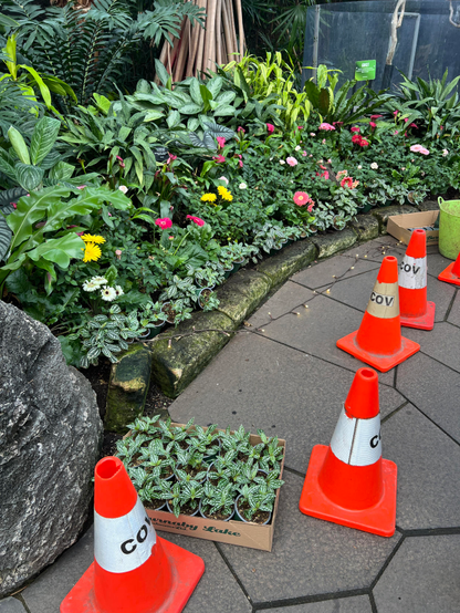 A section of pathway that is coned off for workers to replace plants. Rows of small tropical plants (Pilea) can n nursery pots in a cardboard nursery box sit on the ground waiting to be put into the bed in the conservatory. Other plants are already in place and they look like they've just come from the grower-- all in bloom, all in neat little rows. 