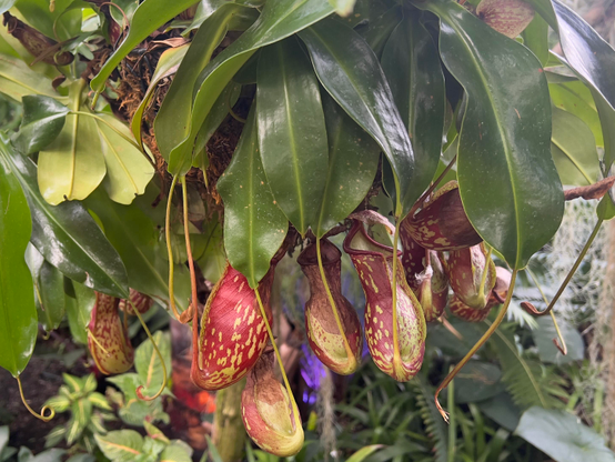Nepenthes plant (tropical pitcher plant) growing from a hanging pot. The pitcher shapes are clearly visible hanging from the plant, they are some green with deep red markings on them. 