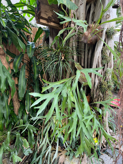 Arrangement of staghorn ferns and tillandsia (air plants) attached to the trunk of a fig tree. They are arranged in a very deliberate but naturalistic way