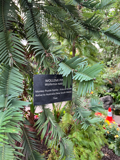 A closer view of the same plant with its label partially visible Wollemi nobilis 