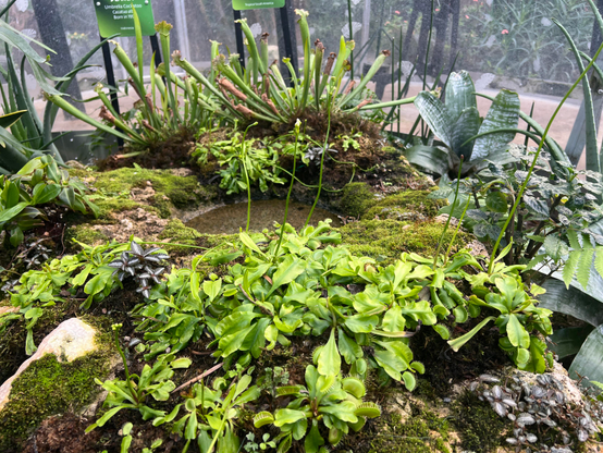 A group of obviously carnivorous plants grow g on a large boulder with a wet depression in its center. Behind are some North American out her plants. 