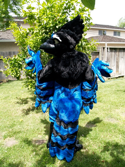 Kootenay the Steller's Jay