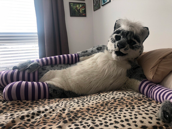 Nikoli the snow leopard