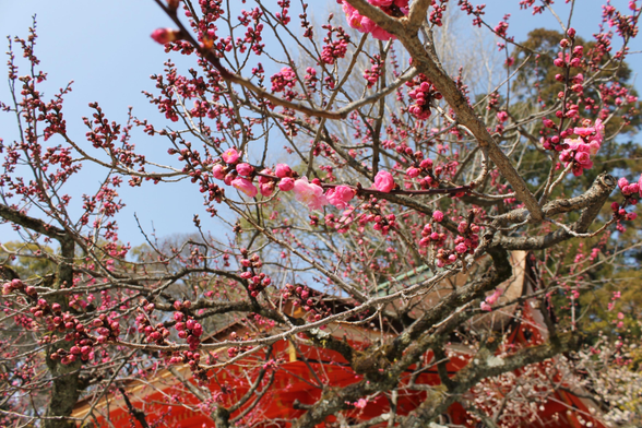 Plum blossoms in Heian Jingu.