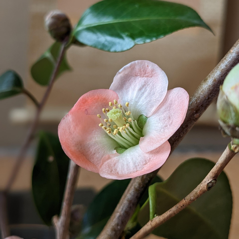 Pink quince blossoms.