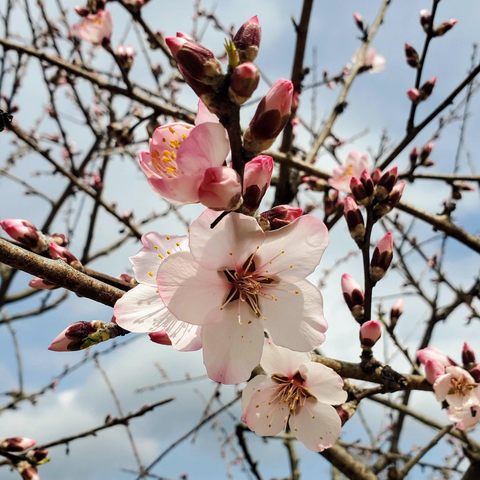 Pink almond blossoms.
