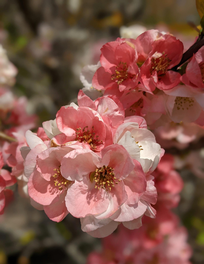 Flowering quince.