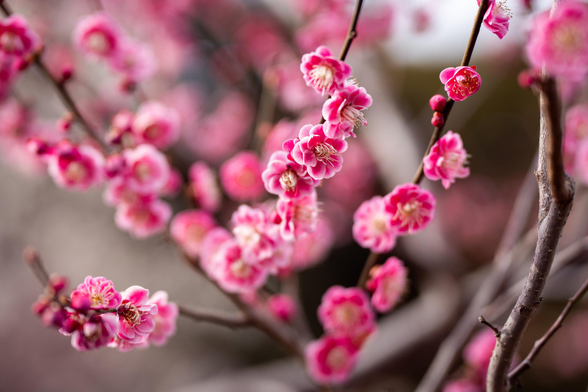 Deep pink ume blossoms.