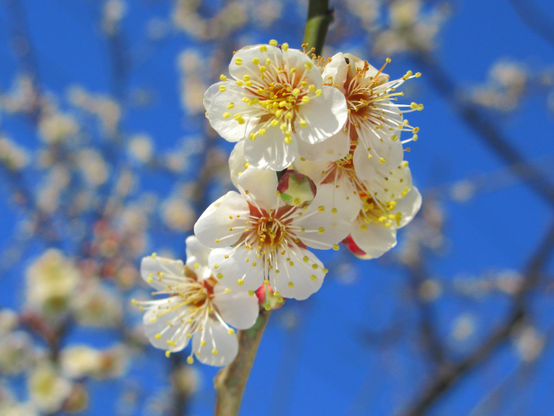 White ume blossoms.