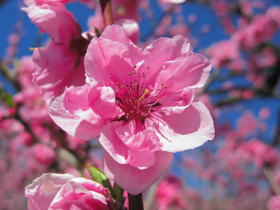 Peach blossoms.