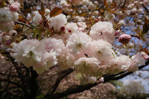 Fugen-zakura are so named because the long stamens are likened to elephant tusk (the Bodhisattva Fugen rides a white elephant).