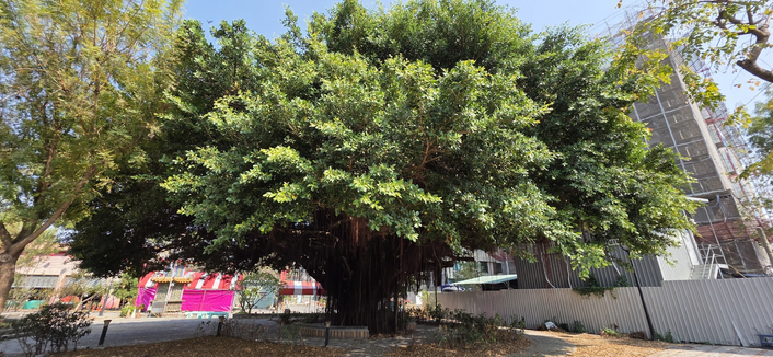 Eine sonnige Außenaufnahme eines massiven, ausladenden Baumes (vermutlich eine Banyan-Feige), dessen dichte, grüne Blätterkrone den Großteil des Bildes einnimmt. Von den dicken Ästen hängen zahlreiche, charakteristische Luftwurzeln bis zum Boden hinab und umschließen den breiten Stamm.

Der Baum steht auf einem gepflasterten Platz, der teilweise mit trockenem Herbstlaub bedeckt ist. Im Hintergrund zeigt sich ein interessanter Kontrast: Auf der linken Seite ist ein traditioneller Aufbau mit leuchtend pinken und roten Planen (möglicherweise ein Tempelvorbau oder ein Festzelt) zu erkennen, während auf der rechten Seite ein modernes Gebäude im Bau steht, das von einem grauen Bauzaun und Gerüsten umgeben ist.