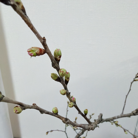 ケイオウ桜の枝。蕾から桃色が覗く。