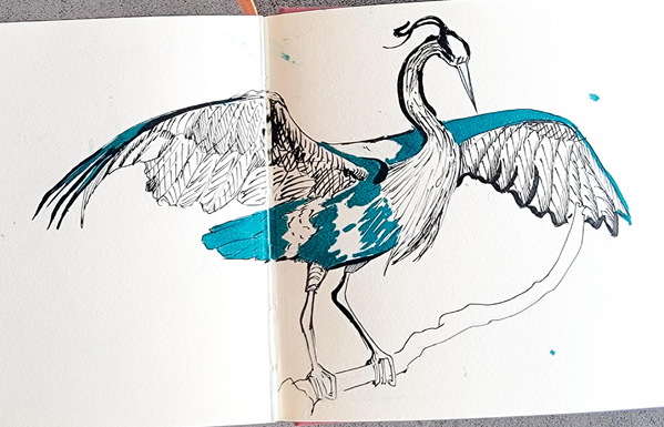 A drawing of a blue heron perched on a branch with outspread wings spans two sketchbook pages
