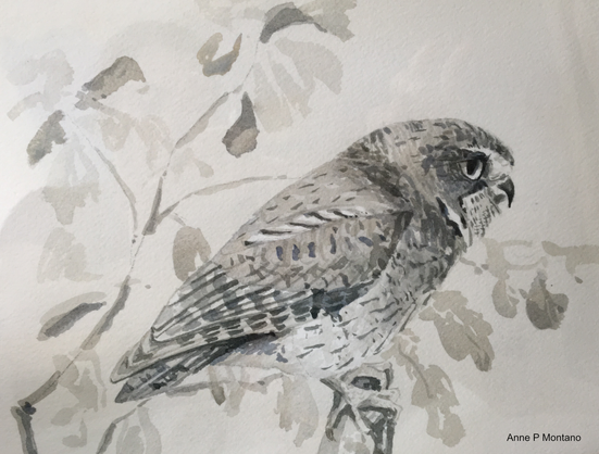 Watercolor sketch of an owl from a study of Louis Agassiz Fuertez (nature artist, 1874-1927)
