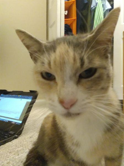 A close-up view of a calico cat with light brown, white, and gray fur, sitting on a carpeted floor looking directly at the camera. In the background, there is a laptop partially visible on the floor and an open closet with clothes hanging inside.