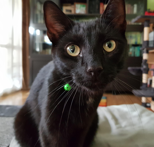 A black cat is sitting facing the camera. He is leaning his head forward slightly, with his eyes wide, which makes him look surprised - but he was probably just about to headbutt my phone.