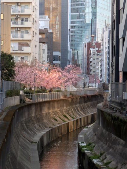 川べりに咲くピンク色の桜
Pink cherry blossoms blooming along the river