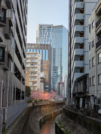 ビルの谷間にピンク色の桜が咲いているのが見える
Pink cherry blossoms can be seen blooming in the valleys between the buildings.