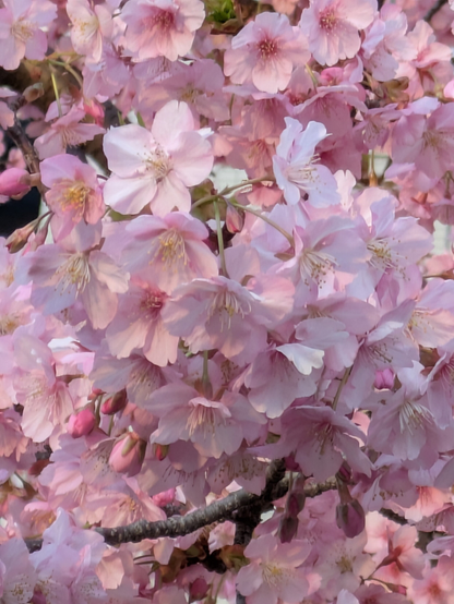 満開の桜のクローズアップ
ピンク色の花弁が写真いっぱいに写っている
A close-up of cherry blossoms in full bloom, with pink petals filling the photo