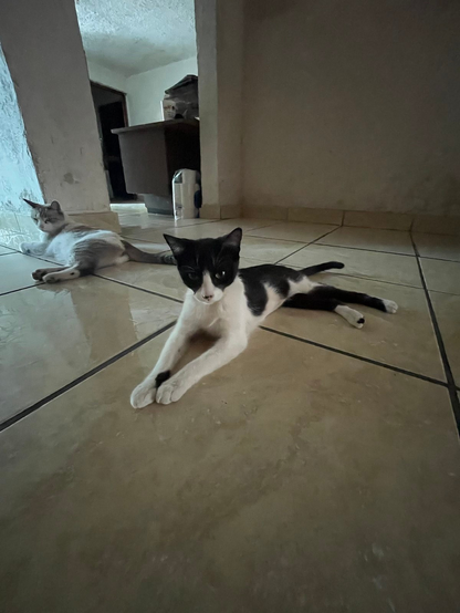 Picture of Mazapán and Taco laying on the floor.

Taco is a tuxedo cat(?) in the foreground, and Mazapán is in the backgroud. 